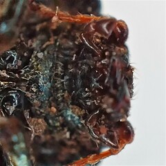 Zygogramma signatipennis