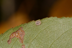 Apatelodes torrefacta