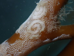 Corambe pacifica