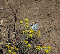 Odontarrhena obovata