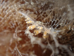 Coryphella trilineata