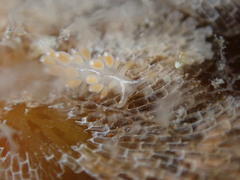 Coryphella trilineata