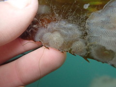 Corambe pacifica