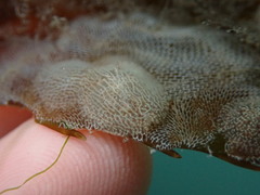 Corambe pacifica