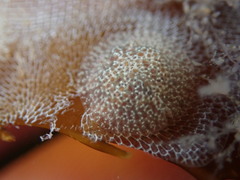 Corambe pacifica