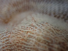 Corambe pacifica