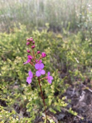 Stylidium lineare