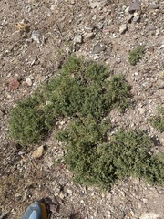 Chamaesaracha sordida