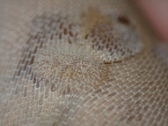 Corambe