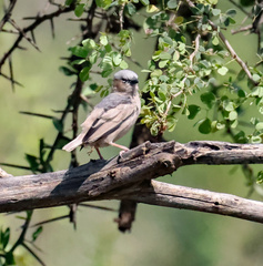 Pseudonigrita arnaudi