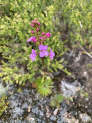 Stylidium lineare