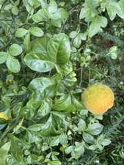 Citrus trifoliata