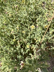 Chamaesaracha sordida