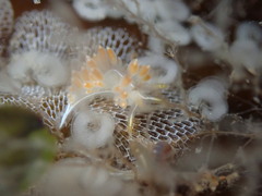 Coryphella trilineata