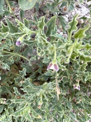 Chamaesaracha sordida