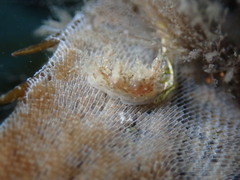 Dendronotus