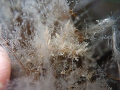 Dendronotus