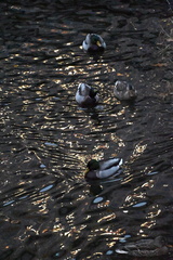 Anas platyrhynchos platyrhynchos