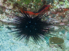 Diadema savignyi