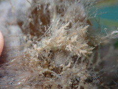 Dendronotus