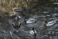 Anas platyrhynchos platyrhynchos