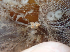 Coryphella trilineata