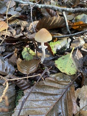 Psathyrella longistriata