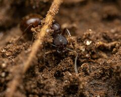 Aphaenogaster fulva