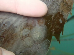 Corambe pacifica