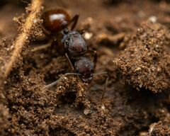 Aphaenogaster fulva