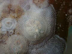 Corambe pacifica