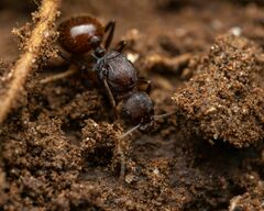 Aphaenogaster fulva