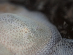 Corambe pacifica