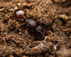 Aphaenogaster fulva