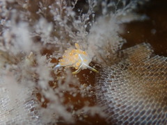 Coryphella trilineata