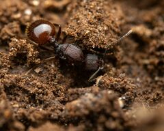 Aphaenogaster fulva