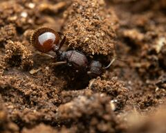 Aphaenogaster fulva