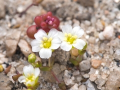 Mononeuria uniflora