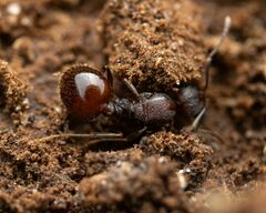Aphaenogaster fulva