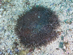 Heteractis crispa