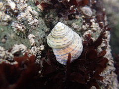 Calliostoma tricolor