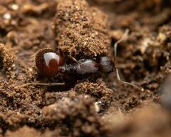 Aphaenogaster fulva
