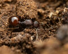 Aphaenogaster fulva