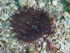 Heteractis crispa