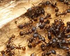 Aphaenogaster fulva