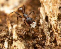 Aphaenogaster fulva