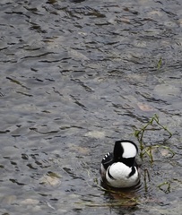 Lophodytes cucullatus