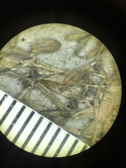 Callitriche palustris