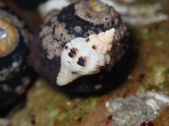 Paciocinebrina circumtexta