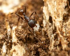 Aphaenogaster fulva